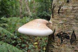 Attēlu rezultāti vaicājumam “Piptoporus betulinus”