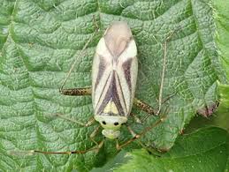 Attēlu rezultāti vaicājumam “Adelphocoris quadripunctatus imago”