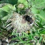 Attēlu rezultāti vaicājumam “Cirsium oleraceum flower”