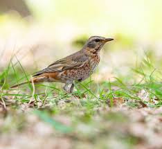 Image result for Turdus naumanni