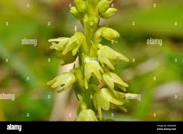 Attēlu rezultāti vaicājumam “Herminium monorchis fruit”