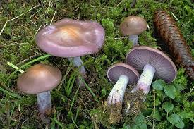 Attēlu rezultāti vaicājumam “Lepista nuda”