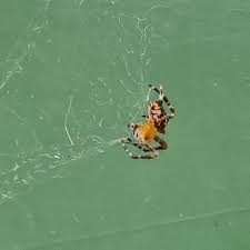 Attēlu rezultāti vaicājumam “Araneus diadematus juvenile”