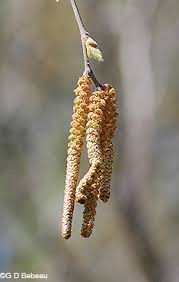 Attēlu rezultāti vaicājumam “Betula nana male flower”
