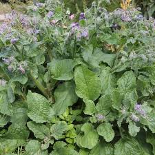 Image result for Borago officinalis