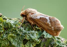 Attēlu rezultāti vaicājumam “Colostygia pectinataria female”