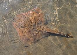 Image result for Leucoraja ocellata