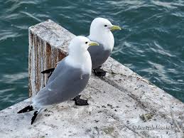 Attēlu rezultāti vaicājumam “Rissa tridactyla adult”