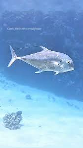 Image result for Istiompax indica