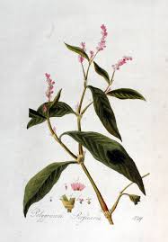 Attēlu rezultāti vaicājumam “Persicaria maculosa”