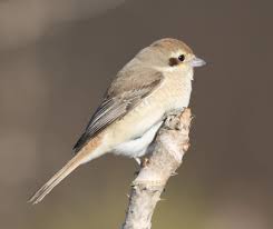 Image result for Lanius isabellinus