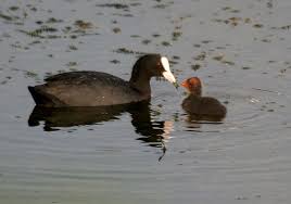 Attēlu rezultāti vaicājumam “Fulica atra adult”