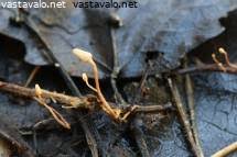 Attēlu rezultāti vaicājumam “Heyderia pusilla”