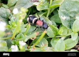 Attēlu rezultāti vaicājumam “Mutilla europaea”