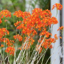 Attēlu rezultāti vaicājumam “Diderma radiatum stalked”