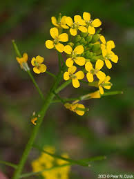 Attēlu rezultāti vaicājumam “Erysimum cheiranthoides leaf”