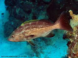 Image result for Mycteroperca interstitialis