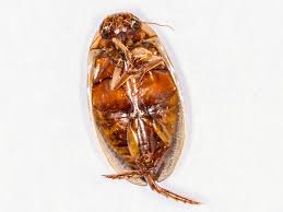 Attēlu rezultāti vaicājumam “Rhantus frontalis”