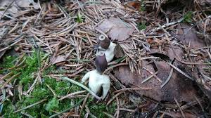 Attēlu rezultāti vaicājumam “Geastrum quadrifidum”