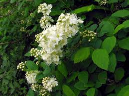 Attēlu rezultāti vaicājumam “Spiraea chamaedryfolia”