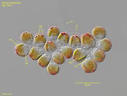 Attēlu rezultāti vaicājumam “Pohlia sphagnicola”