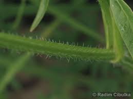 Attēlu rezultāti vaicājumam “Laserpitium pruthenicum”