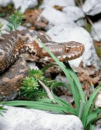 Attēlu rezultāti vaicājumam “Vipera berus”