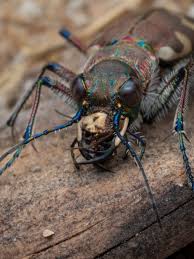 Attēlu rezultāti vaicājumam “Cicindela hybrida”