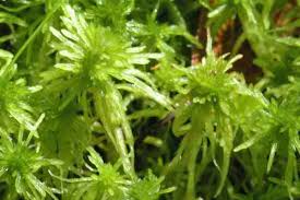 Attēlu rezultāti vaicājumam “Sphagnum teres”