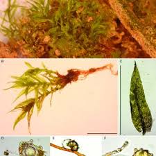 Attēlu rezultāti vaicājumam “Pohlia sphagnicola”