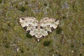 Attēlu rezultāti vaicājumam “Colostygia pectinataria male”