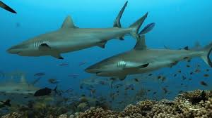 Image result for Carcharodon carcharias