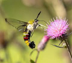 Attēlu rezultāti vaicājumam “Hyphodiscus hymeniophilus”