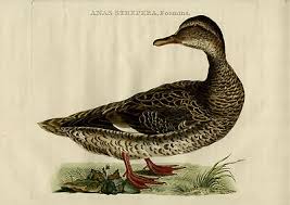 Attēlu rezultāti vaicājumam “Anas strepera”