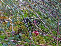 Attēlu rezultāti vaicājumam “Badhamia lilacina sessile”