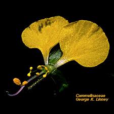 Attēlu rezultāti vaicājumam “Commelinaceae”