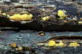 Attēlu rezultāti vaicājumam “Hymenoscyphus sp.”