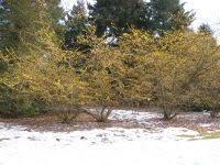 Attēlu rezultāti vaicājumam “Hamamelis japonica”