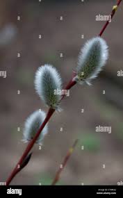 Attēlu rezultāti vaicājumam “Euura acutifoliae”