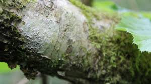 Attēlu rezultāti vaicājumam “Thelotrema lepadinum”