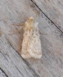 Attēlu rezultāti vaicājumam “Agrotis ripae larva”