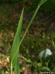 Attēlu rezultāti vaicājumam “Digitaria ischaemum leaf”