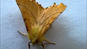 Attēlu rezultāti vaicājumam “Ennomos alniaria”