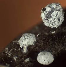 Attēlu rezultāti vaicājumam “Diderma montanum var. album macro”