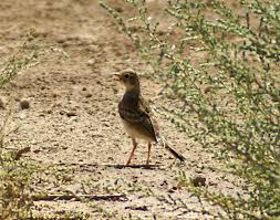 Image result for Anthus campestris
