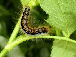 Attēlu rezultāti vaicājumam “Malacosoma castrensis male”