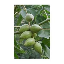 Attēlu rezultāti vaicājumam “Juglans mandshurica”