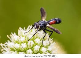 Attēlu rezultāti vaicājumam “Cylindromyia sp.”