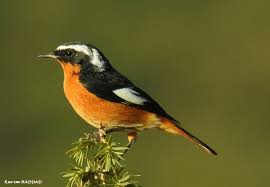 Image result for Phoenicurus moussieri