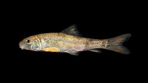 Image result for Moxostoma carinatum